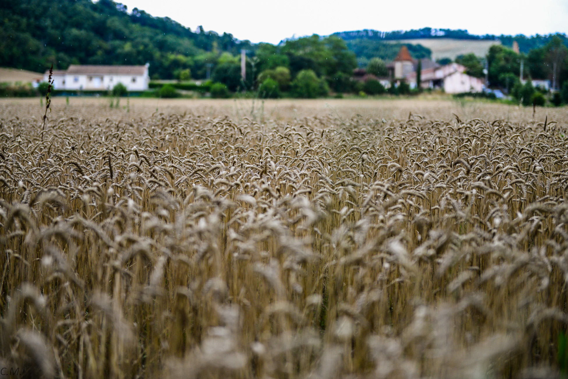 Champ de blé à l'Aouach